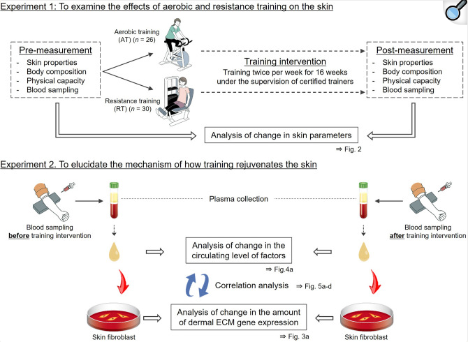 How Exercise Slows Aging: The Science Behind Movement and Skin Health