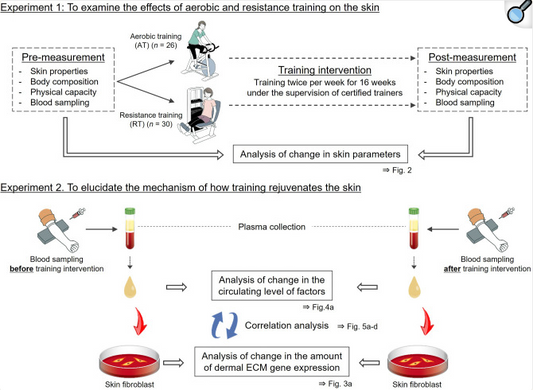How Exercise Slows Aging: The Science Behind Movement and Skin Health
