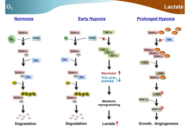 Lactate as a Dual-Function Molecule: Signaling for Cell Growth and Mechanisms of Recovery | Potential Links to Cancer Proliferation