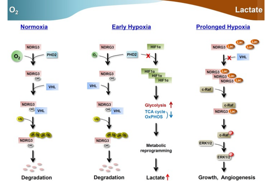 Lactate as a Dual-Function Molecule: Signaling for Cell Growth and Mechanisms of Recovery | Potential Links to Cancer Proliferation